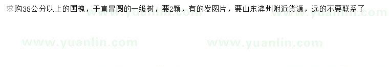 求購38公分以上國槐