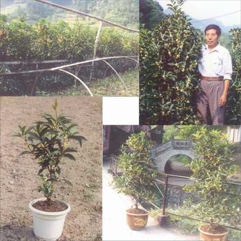 浙江省武義縣俞源桂花良種場