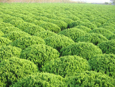 蕭山區(qū)春平花木基地