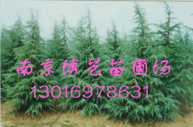 南京旭峰苗圃場
