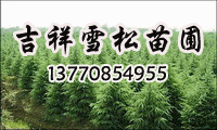南京吉祥雪松專業(yè)培育基地苗圃場