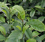 王樹偉（個體經(jīng)營）