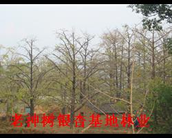 林業(yè)站銀杏苗圃場(chǎng)