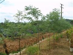 山東省泰安市黃前果品苗木中心