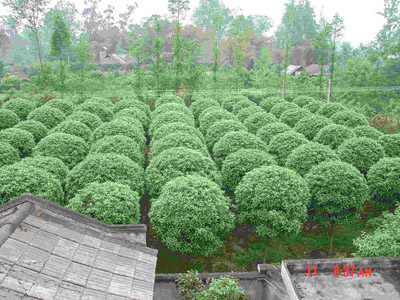 “桂花園林”種植基地
