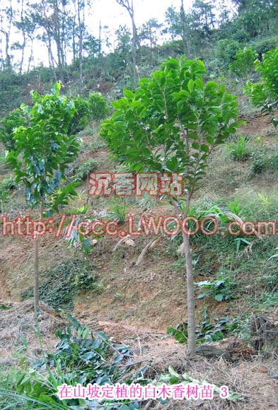 羅定市龍灣沉香種苗繁殖基地