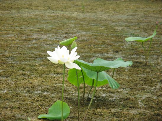 白洋淀水生植物養(yǎng)殖場