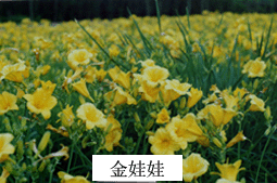 固安縣北方苗圃園林綠化隊