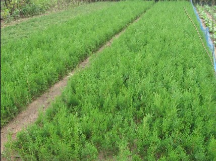 陜西省林科技術(shù)渭河試驗(yàn)站