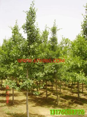 山東省郯城縣沂蒙銀杏產(chǎn)業(yè)服務(wù)中心