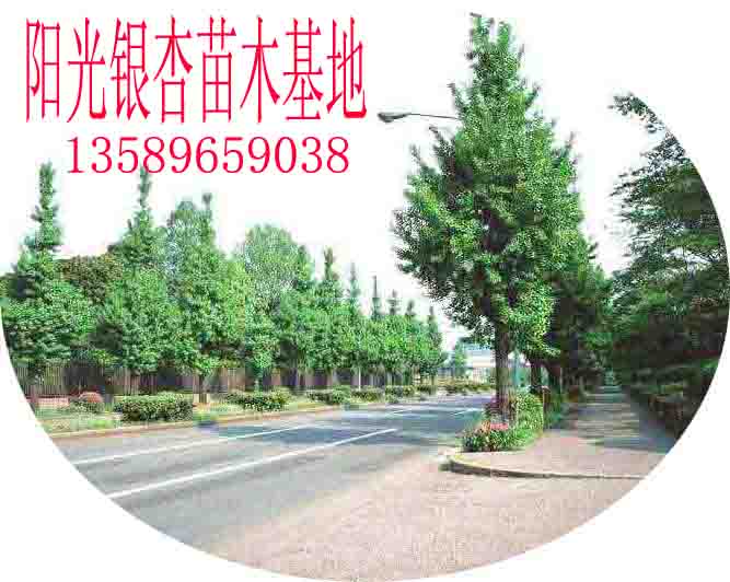 陽(yáng)光銀杏苗木基地