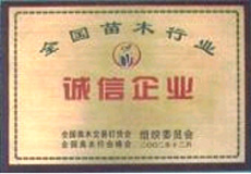 山東聯(lián)合苗木供應(yīng)基地