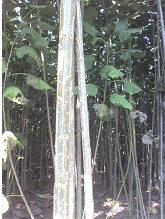 江蘇廣發(fā)苗木基地