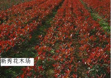 南通新秀花木場(chǎng)