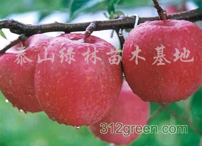泰山綠林苗木基地