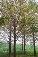 明建綠化苗木花卉基地