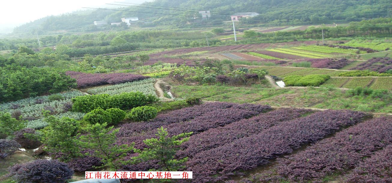 江南花木流通中心