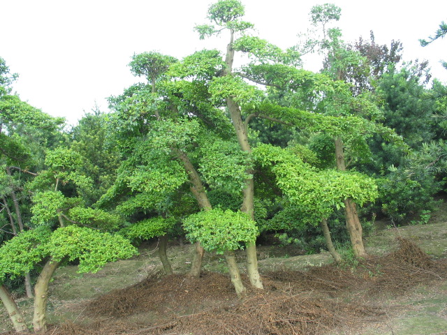 確山縣殘聯(lián)苗圃花木有限公司