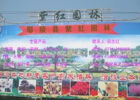 鄢陵縣紫紅園林綠化苗木場(chǎng)