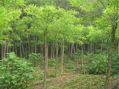 河北華野苗木花卉基地