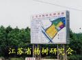 江蘇雙贏楊樹苗繁殖基地