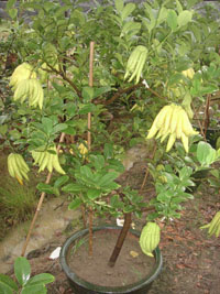 廣州番禺百蘭四季帶果盆景種植基地