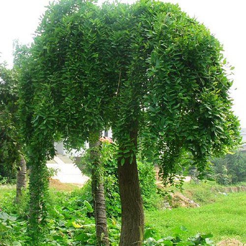 江蘇省沭陽(yáng)縣新源苗木場(chǎng)