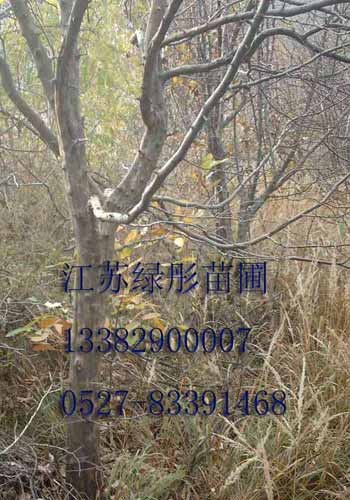 江蘇綠彤園林公司