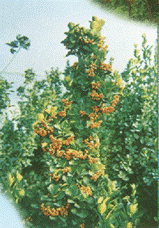 梁和平（個(gè)體經(jīng)營(yíng)）