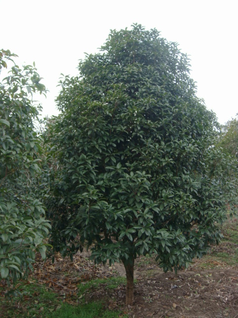 高金祿(個(gè)體經(jīng)營)