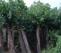 山東省惠民苗木基地