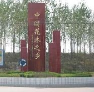 江蘇蘇新綠化苗木基地