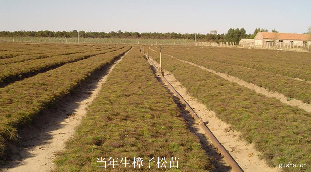 薛鐵峰（個體經(jīng)營）