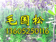 江蘇丁伙國松苗圃
