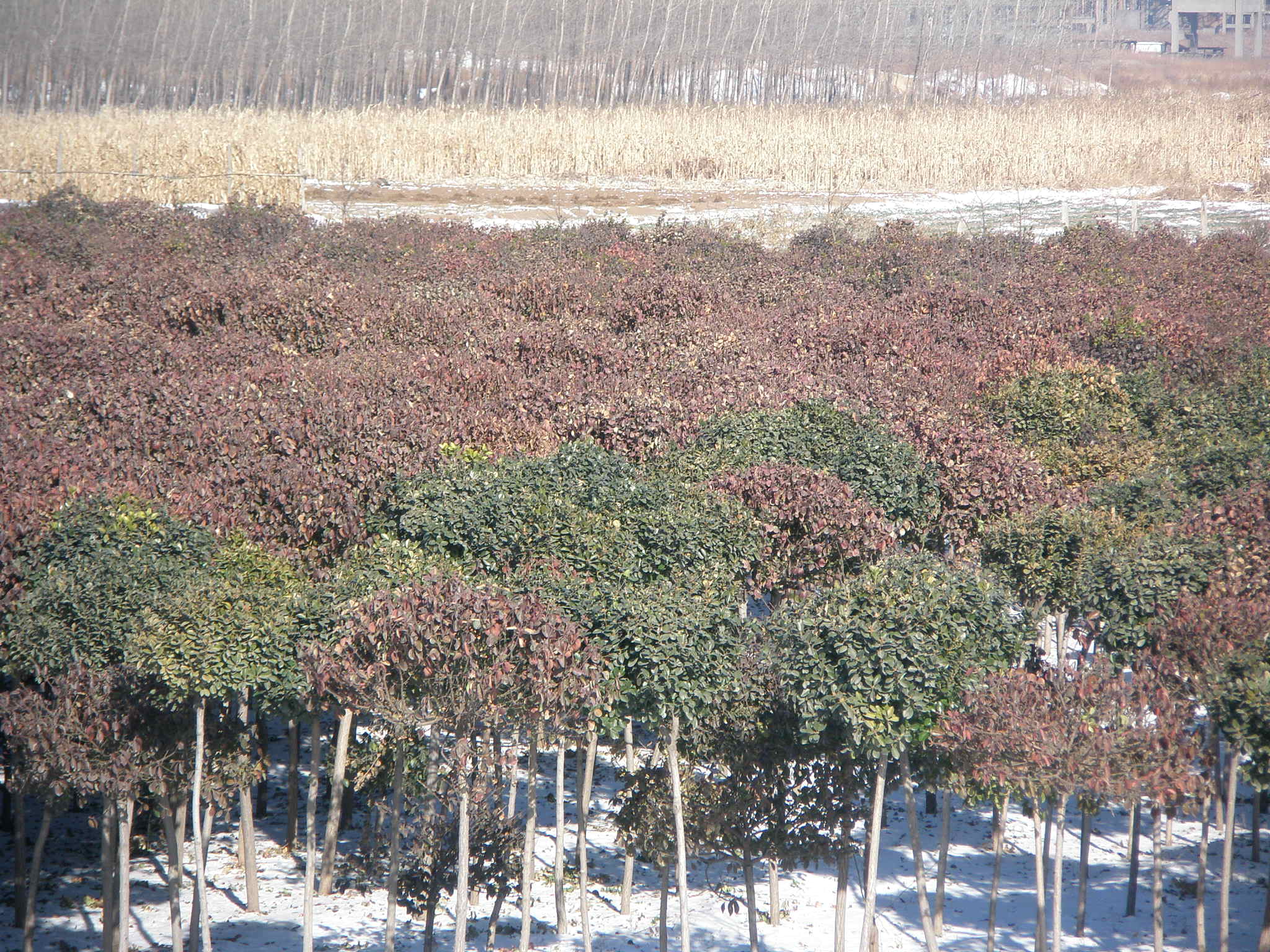 冬火炬樹(shù)(絲棉木嫁接衛(wèi)矛、扶芳藤)培育基地