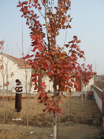 日照紅楓園林有限公司