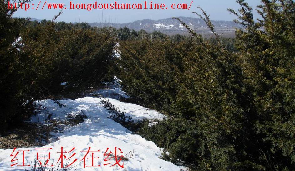 黑龍江省葦河林業(yè)局東北紅豆杉苗木繁育基地