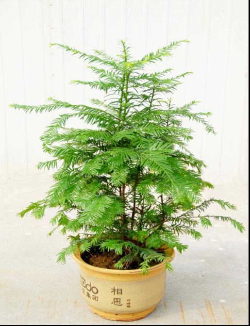 紅豆杉生物科技有限公司