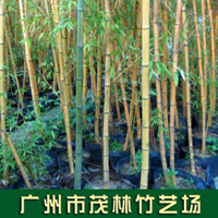廣州市茂林竹藝場（茂林園）