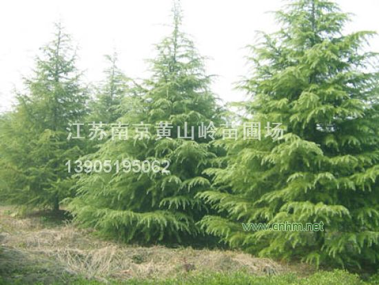 南京老山黃山嶺苗圃場(chǎng)