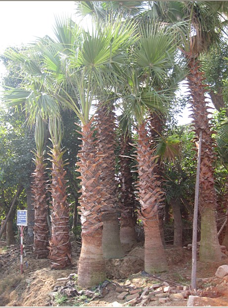 漳州臥龍園藝有限公司