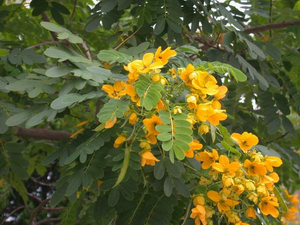 蔡樹權(quán)（個體經(jīng)營）