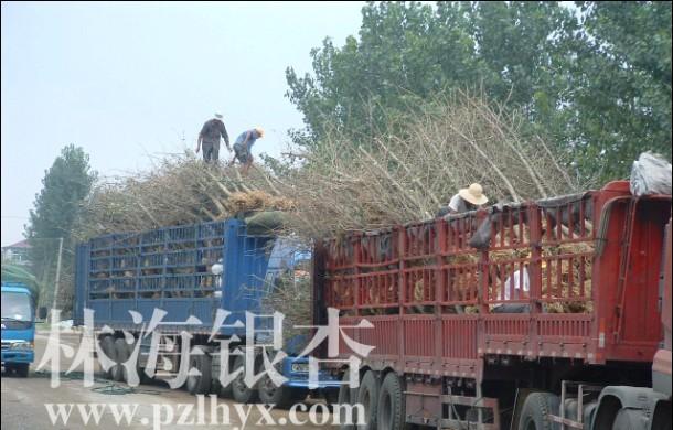 邳州市林海苗木培植基地