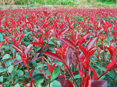 鵬程花木基地