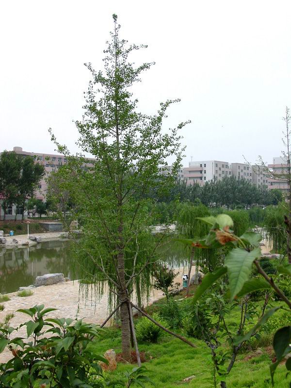 江蘇省邳州銀杏園苗木基地