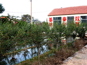泰安泰山雙贏苗圃