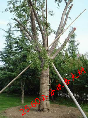 山東育豐銀杏苗圃示范基地