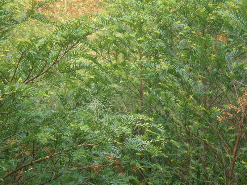 福建南方紅豆杉公司