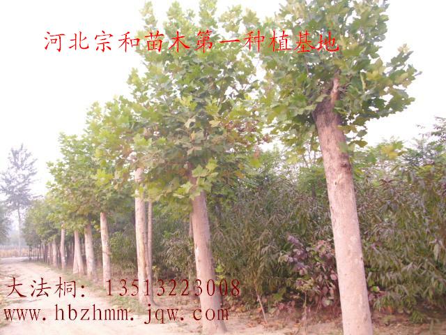 保定綠源興苗圃