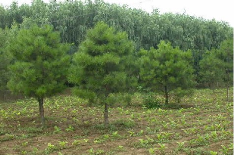 西安國昌林業(yè)苗木基地